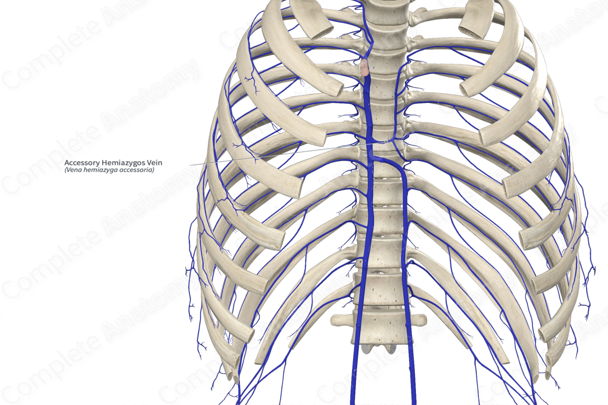 Accessory Hemiazygos Vein Complete Anatomy