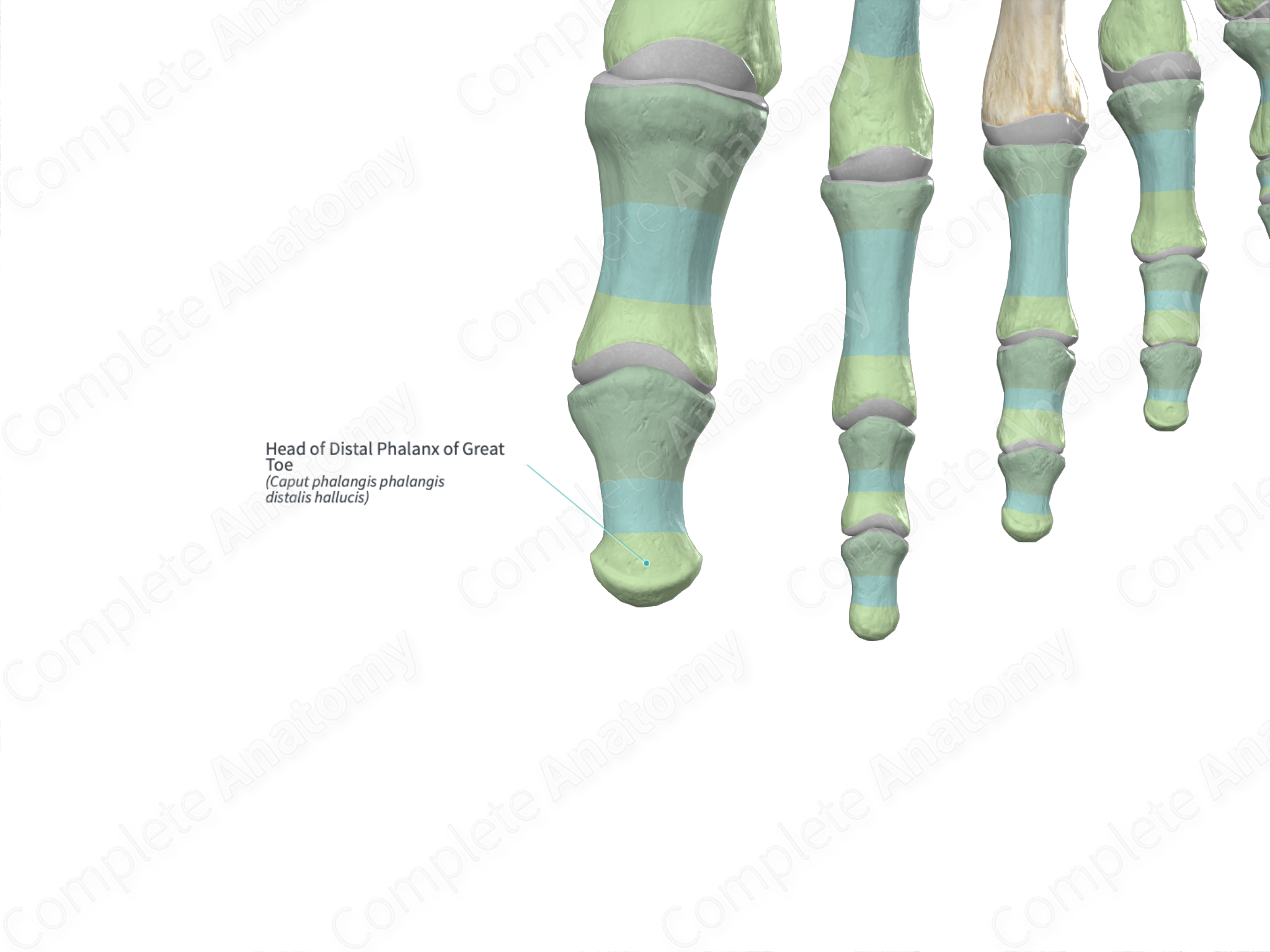 head-of-distal-phalanx-of-great-toe-complete-anatomy