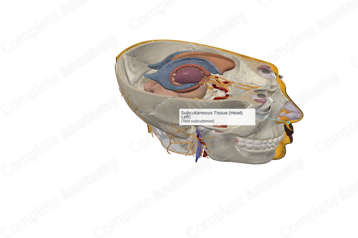 Subcutaneous Tissue (Head; Left)