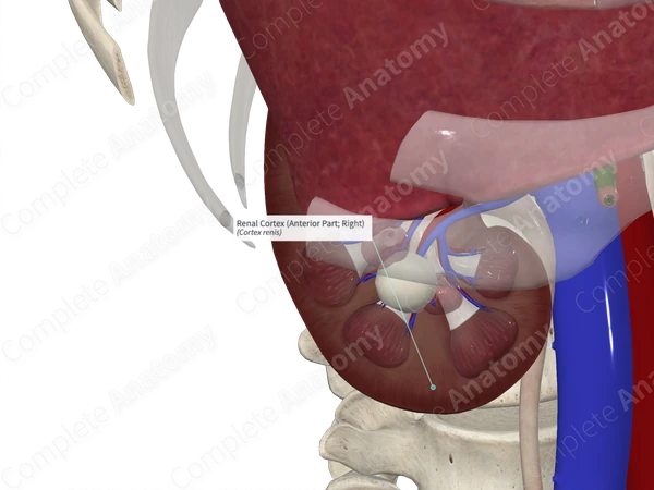Renal Cortex (Anterior Part; Left)