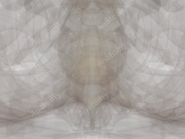 Occipital Nodes