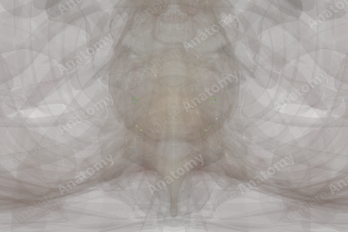 Occipital Nodes