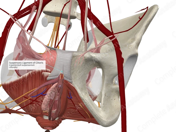 Suspensory Ligament of Clitoris