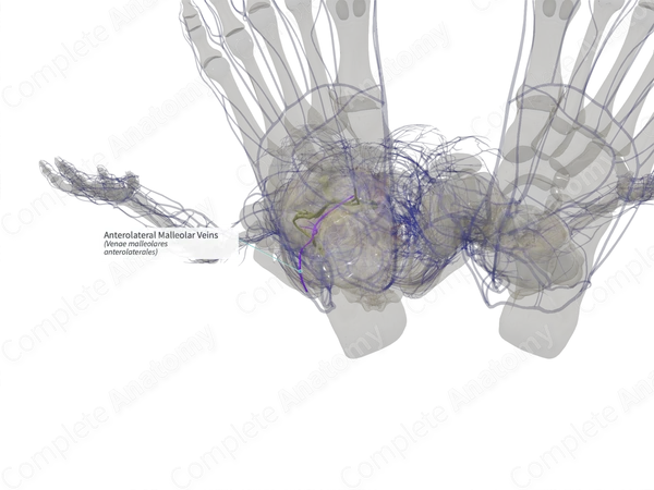 Anterolateral Malleolar Veins (Left)