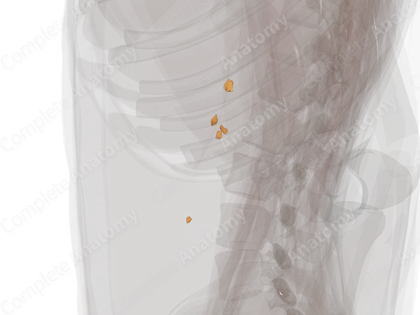 Prevertebral Ganglia