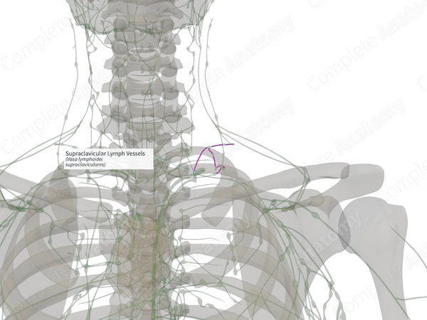 Supraclavicular Lymph Vessels (Left)