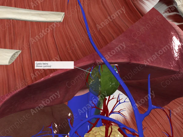 Cystic Veins