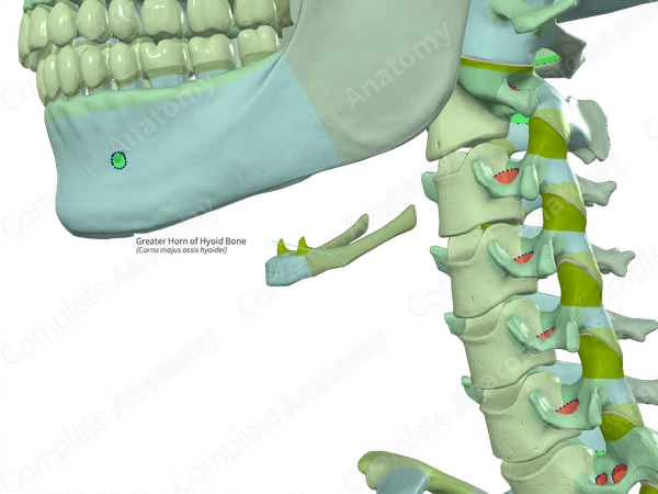 Greater Horn of Hyoid Bone (Right)