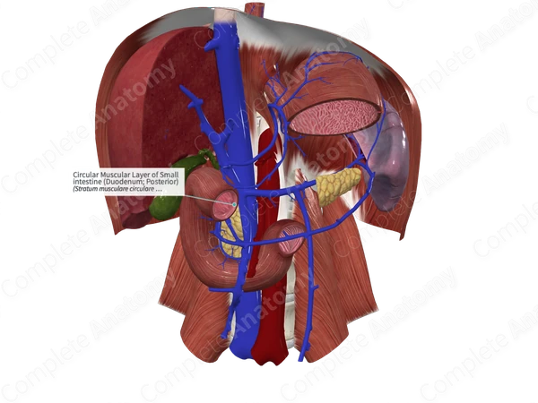 Circular Muscular Layer of Small intestine (Duodenum; Posterior)