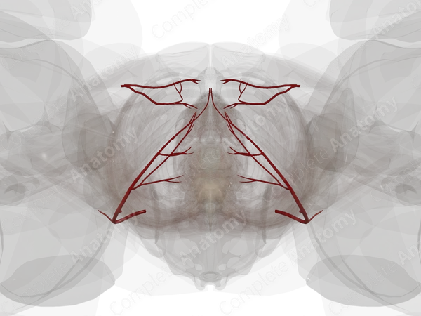 Arteries of Perineum