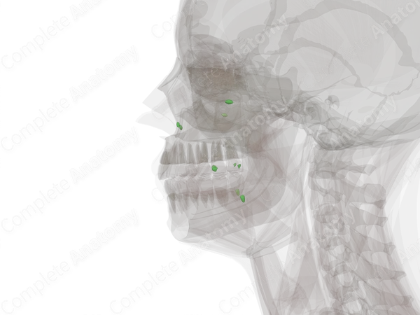 Facial Nodes