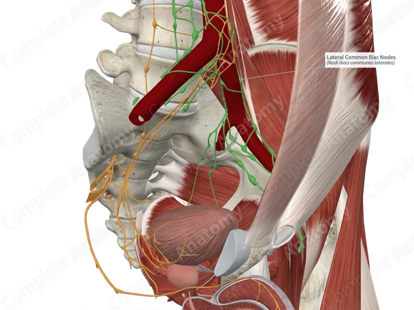 Lateral Common Iliac Nodes