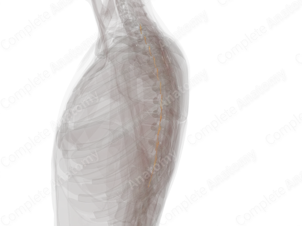 Posterior Roots of Thoracic Nerves (Left)