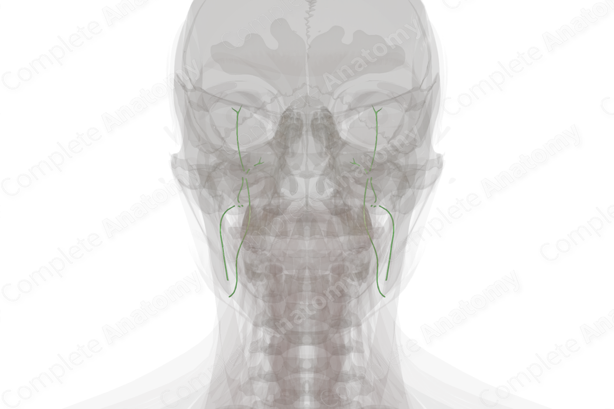 Occipital Lymph Vessels