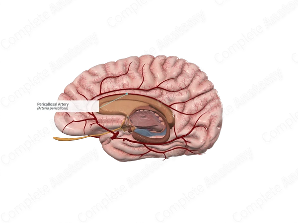 Pericallosal Artery 
