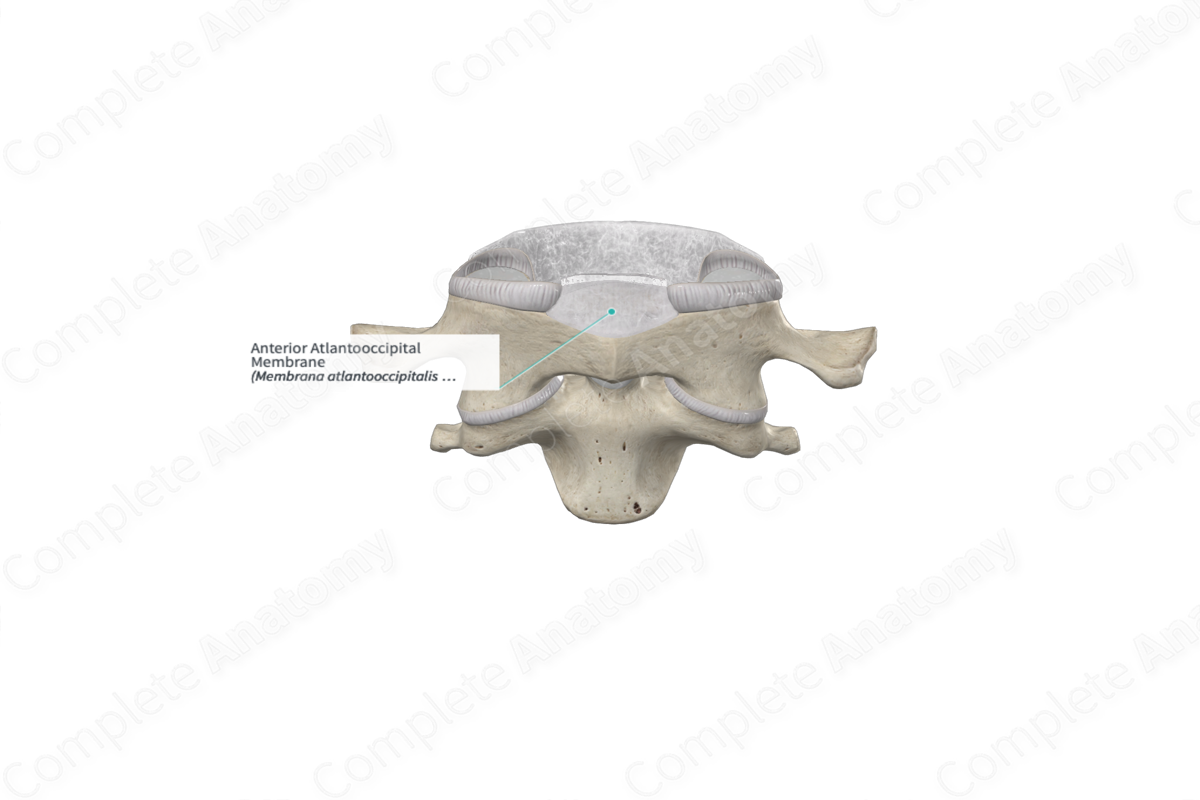 Anterior Atlantooccipital Membrane