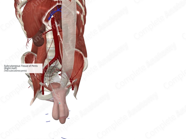 Subcutaneous Tissue of Penis (Right Half)