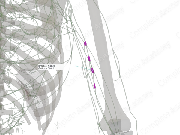 Brachial Nodes (Right)