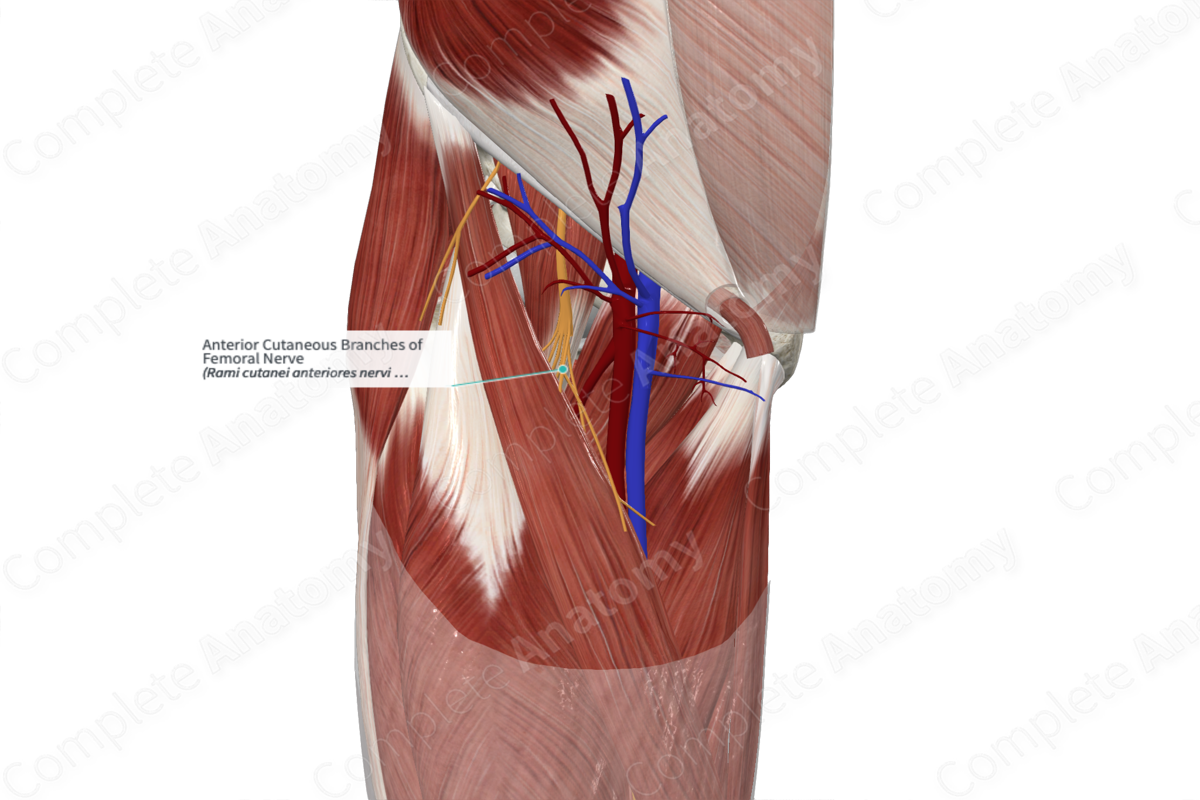 Anterior Cutaneous Branches of Femoral Nerve 