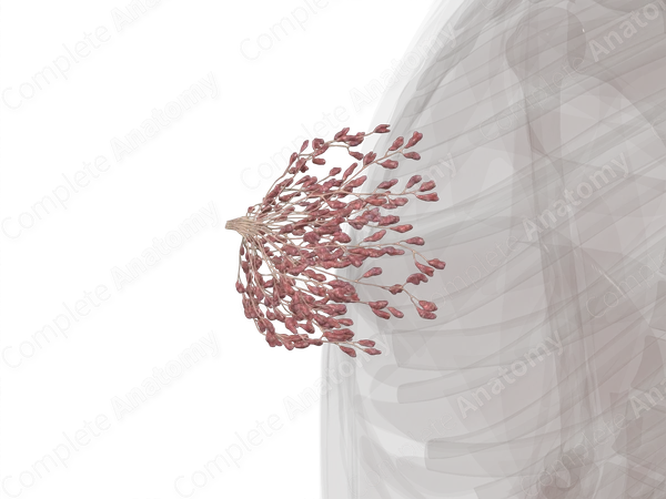Mammary Gland (Left)