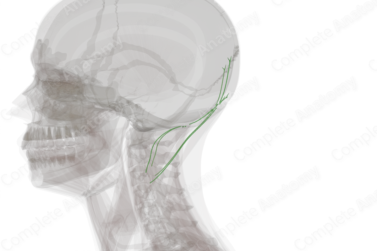 Occipital Lymph Vessels