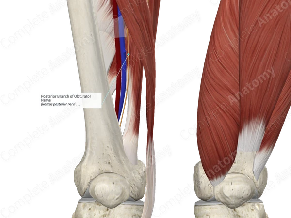 Posterior Branch of Obturator Nerve 