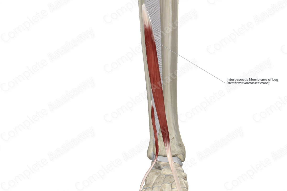 Interosseous Membrane of Leg 