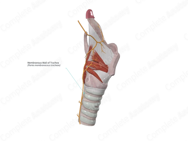 Membranous Wall of Trachea