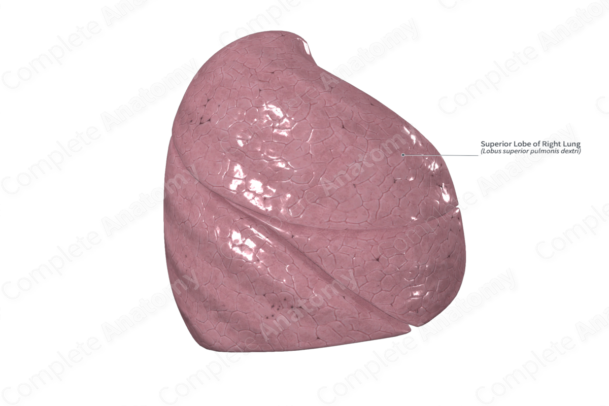 Superior Lobe of Right Lung
