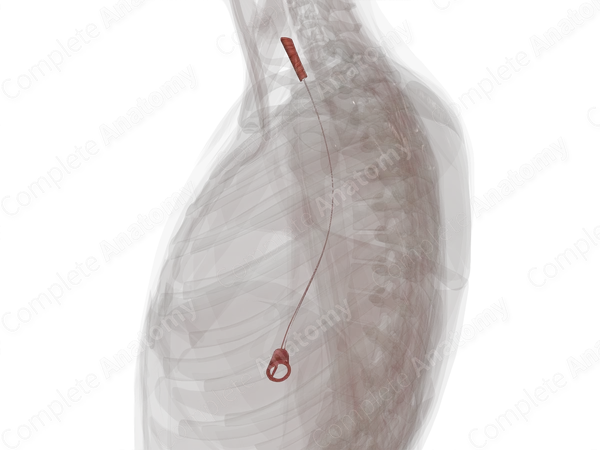 Circular Muscular Layer of Esophagus