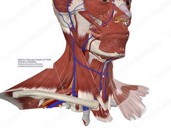 Inferior Articular Facets of Third Thoracic Vertebra