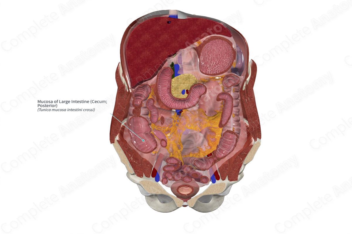 Mucosa of Large Intestine (Cecum; Posterior)
