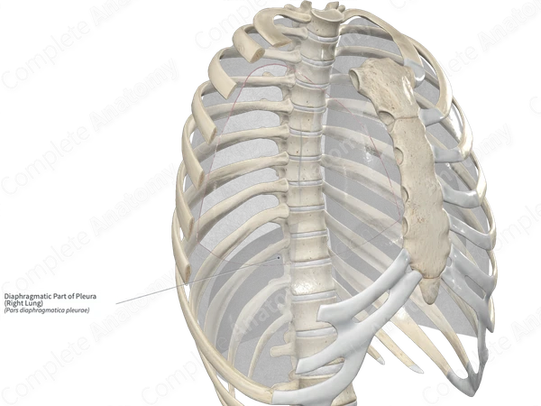 Diaphragmatic Part of Pleura (Right Lung)