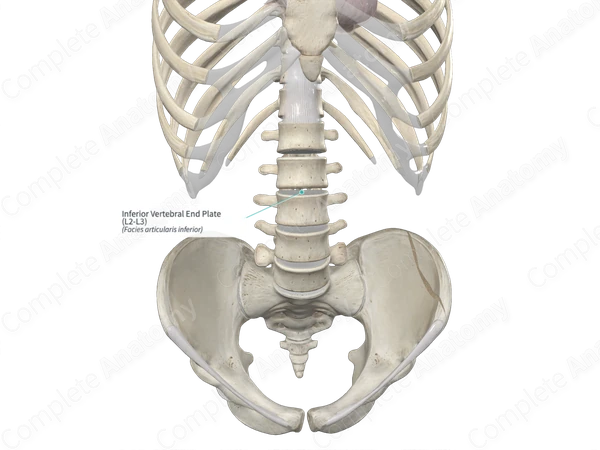 Inferior Vertebral End Plate (L2-L3)