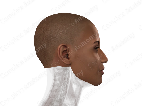 Skin (Head)
