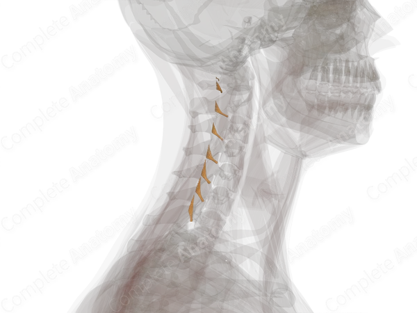 Posterior Roots of Cervical Nerves (Left)