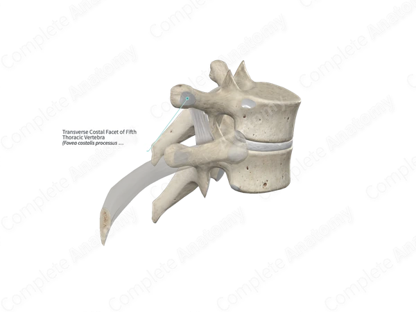 Transverse Costal Facet of Fifth Thoracic Vertebra 