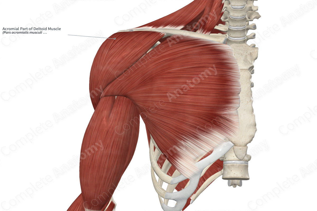 Acromial Part of Deltoid Muscle 