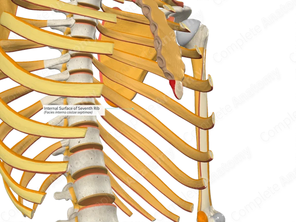Internal Surface of Seventh Rib Complete Anatomy
