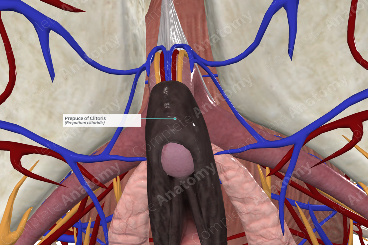 Prepuce of Clitoris | Complete Anatomy