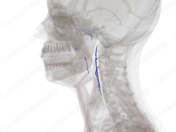 Veins of Pharynx