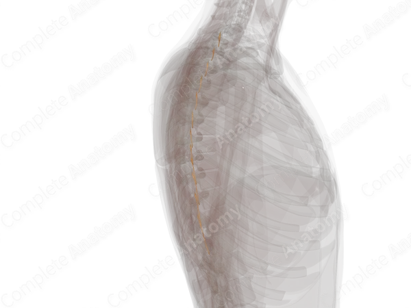 Posterior Roots of Thoracic Nerves (Left)