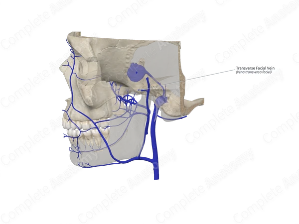 Transverse Facial Vein 