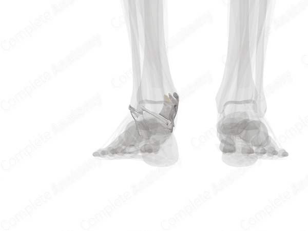 Ankle Joint (Left)