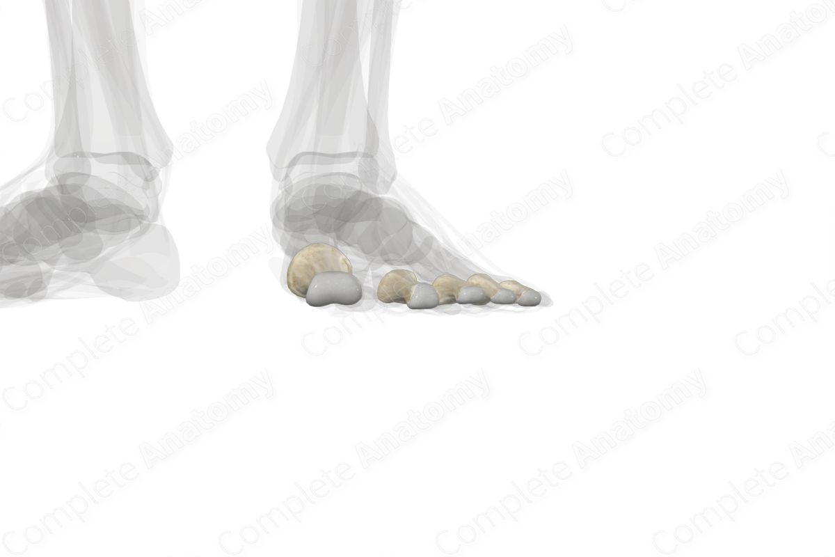 Proximal Phalanges of Foot (Left)