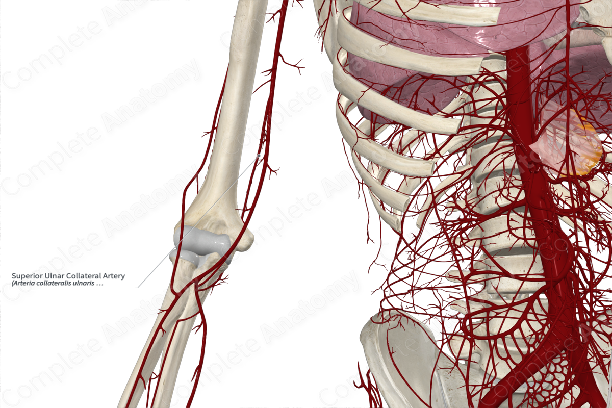 Superior Ulnar Collateral Artery 