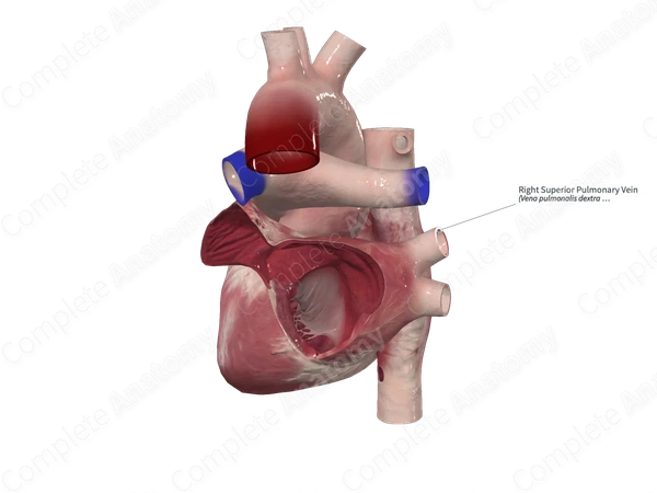 Right Superior Pulmonary Vein