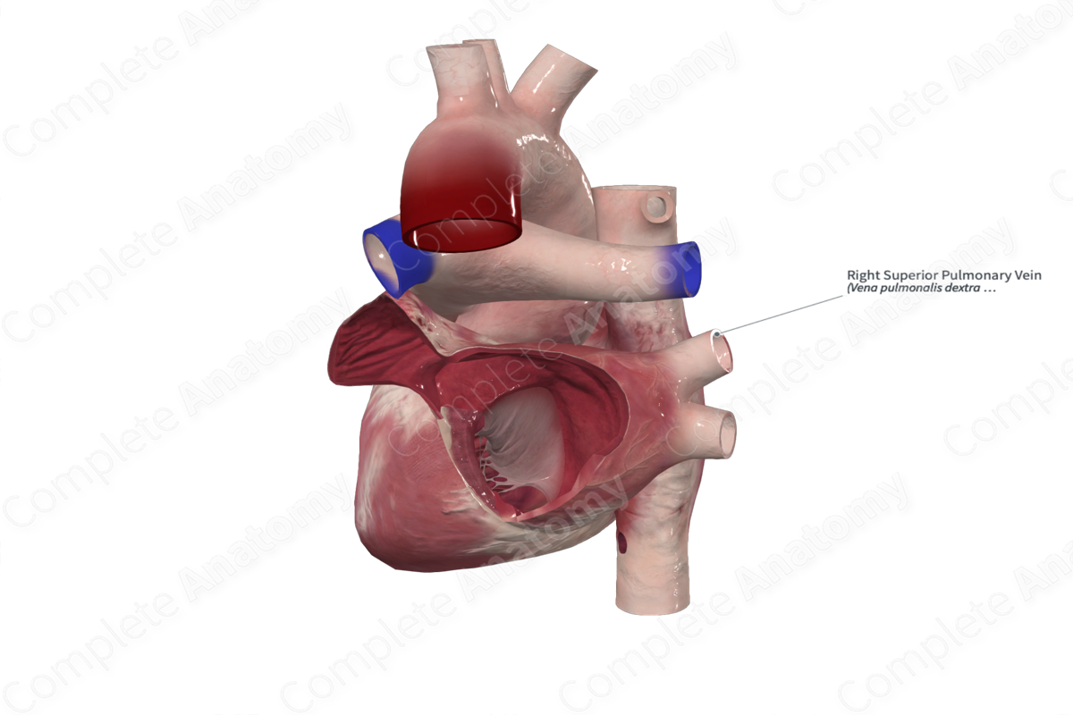 Right Superior Pulmonary Vein