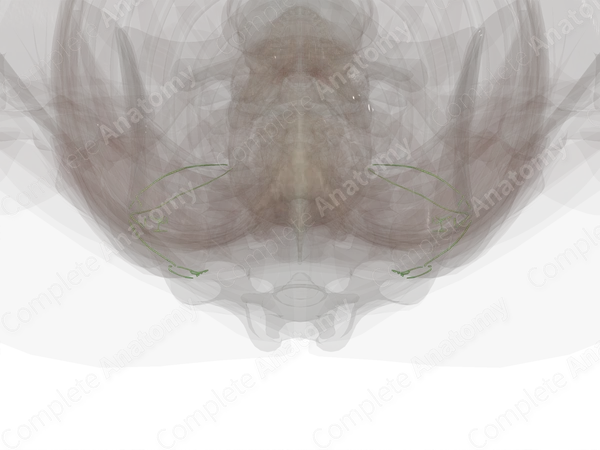 Lymph Vessels of Back