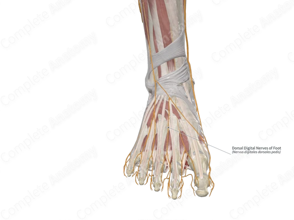 Dorsal Digital Nerves of Foot 